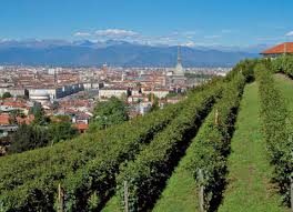 vigna urbana torino