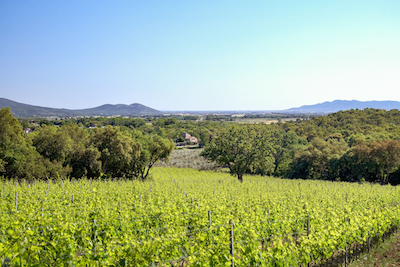 Giugnano vigne olivi Giugnano vigne olivi