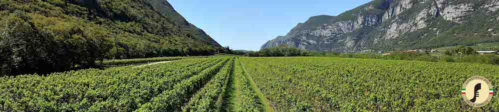 vigne Pinot Grigio DOC vigne Pinot Grigio DOC