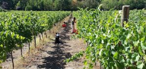 Cantine aperte in vendemmia 2018 Vigna Cunial