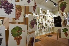 Museo Vineum Meersburg Museo Vineum Meersburg