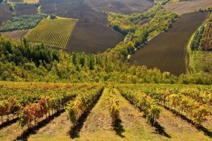vigneto piceno Consorzio Vini Piceni