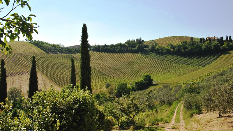 vigneti Fiorano