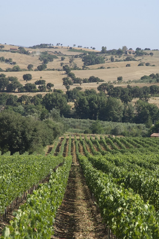 DOC Maremma Toscana