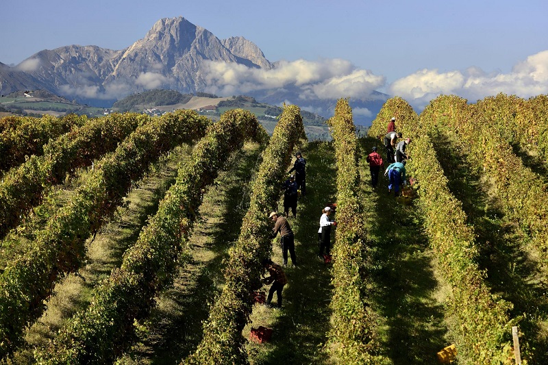 Consorzio Tutela Vini d’Abruzzo