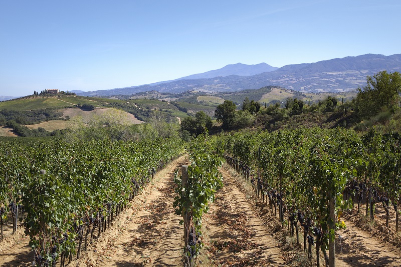 Consorzio Tutela Vini Montecucco