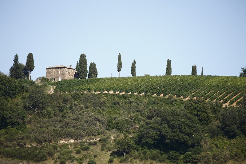vigneto Montalcino