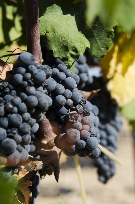 primitivo