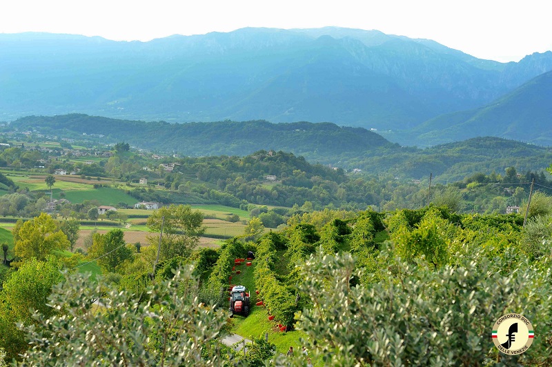 Consorzio-DOC-delle-Venezie
