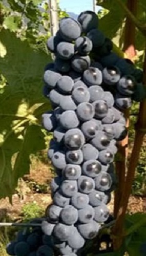 Incrocio-Teroldego-x-Merzling