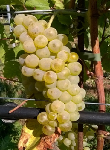 incrocio-tra-Nosiola-e-Bianca