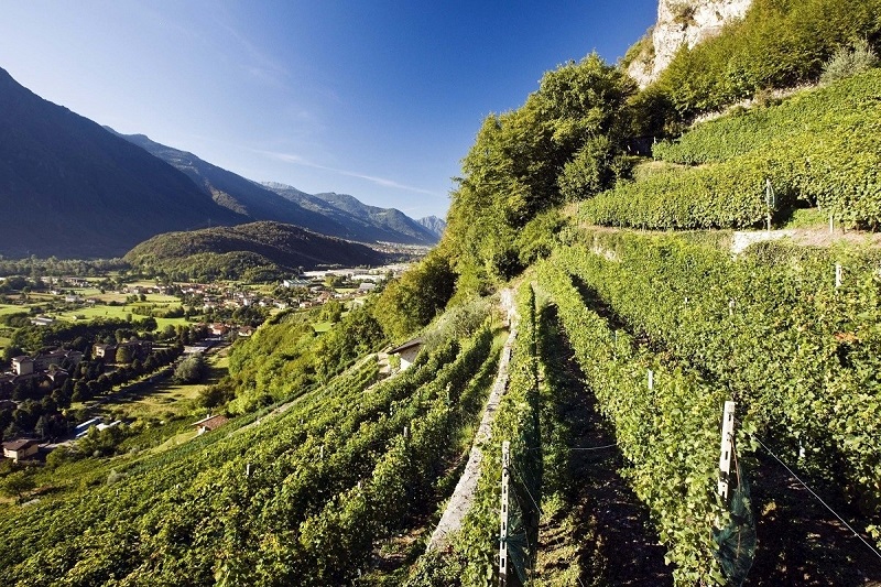 Valle-Camonica-vigneti-Cantina-Bignotti