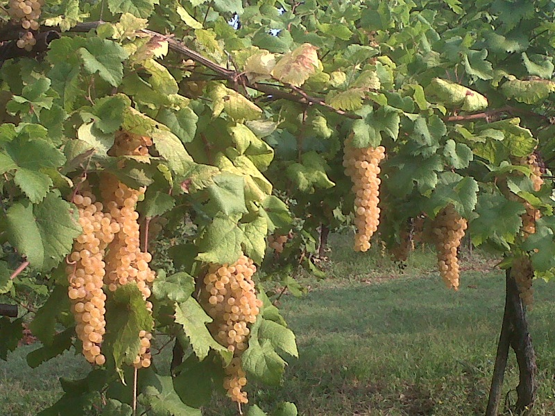 Albana