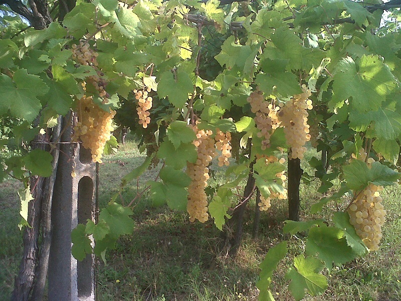 Albana2