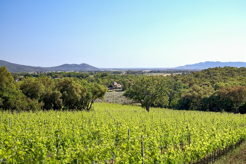 DOC-Maremma-Toscana