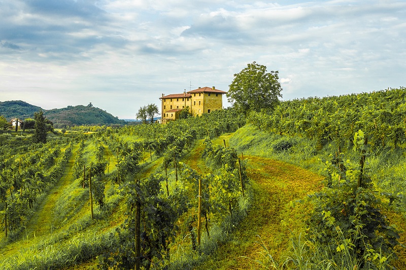 vigneto-I-Clivi
