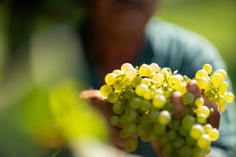 Collis-Veneto-Wine-Group
