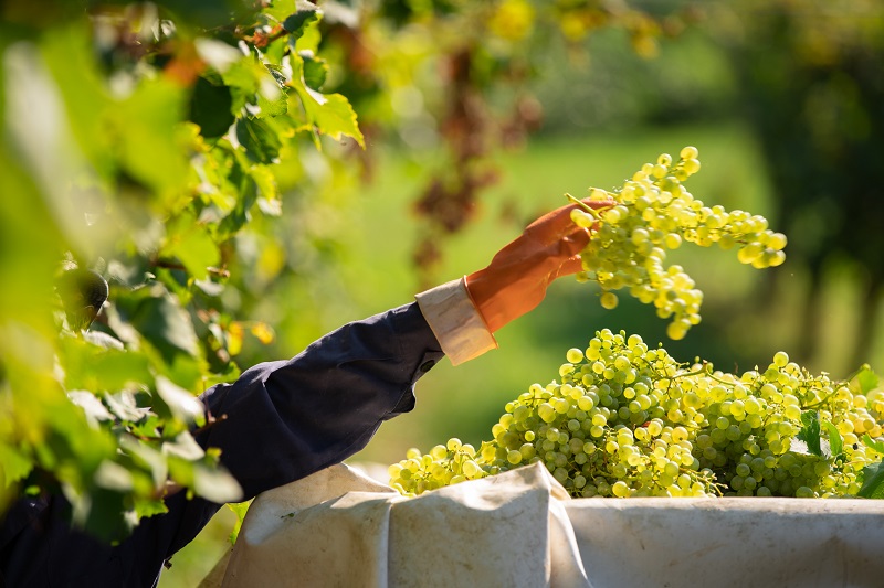 Collis-Veneto-Wine-Group