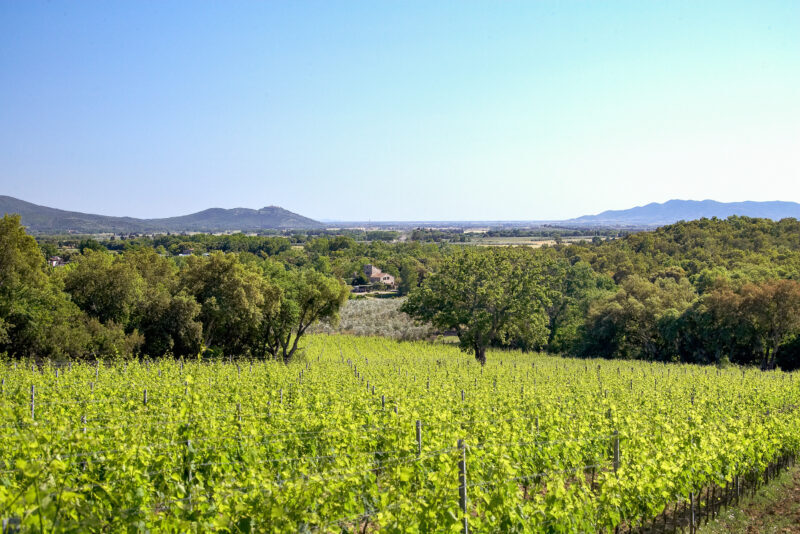 DOC-Maremma-Toscana