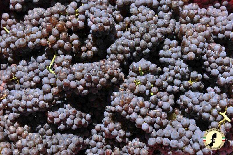 grapes