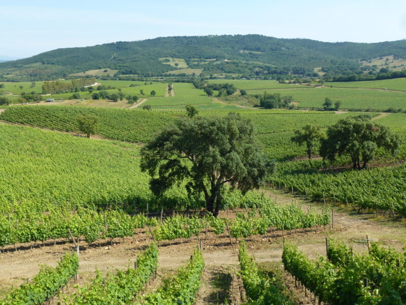 DOC-Maremma-Toscana