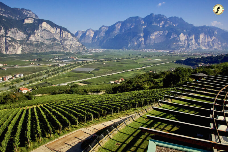 vigneto-trentino