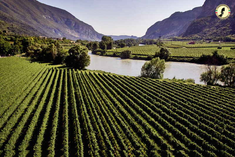 vigneto-veneto-valdadige