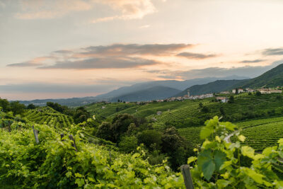 Valdo-Vigneti