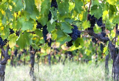 sangiovese-grappoli