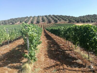 Maremma-toscana-DOC