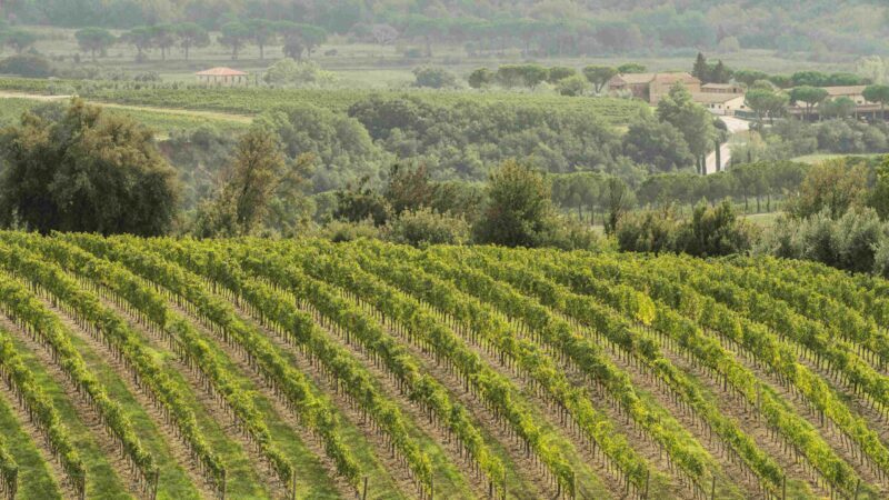 Montalcino-vigneti