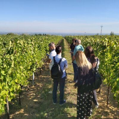 visita-vigna-Tenuta-Masselina