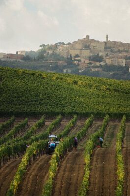 Vigna-in-vendemmia-Montepulciano