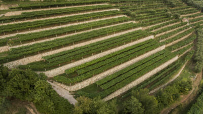 Vigneto-Monte-Olmi
