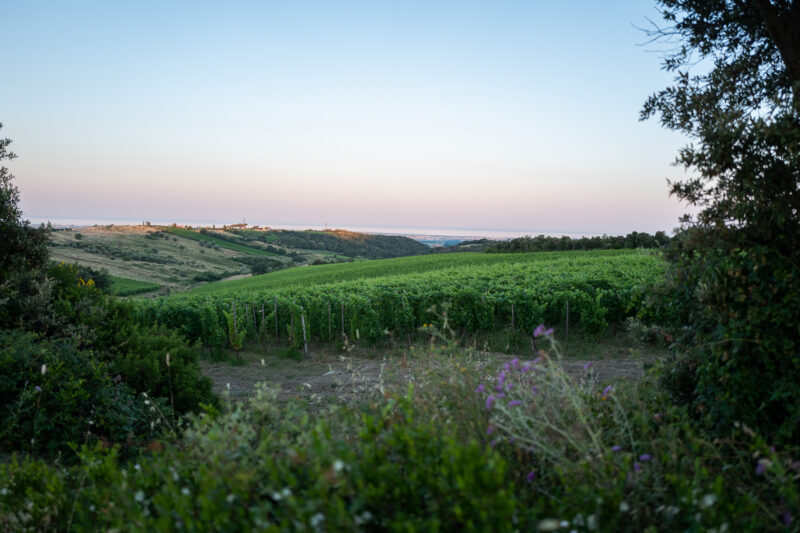 vigneti