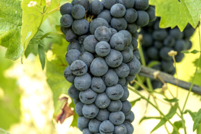 Tenuta-Mazzolino