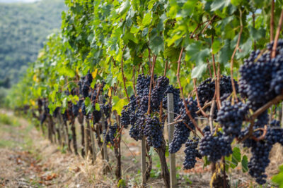 Vigneti-Harvest-Experience