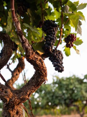 vendemmia-2021