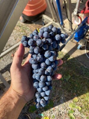 Montecucco-vendemmia-Sangiovese