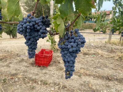 Montecucco-vendemmia-Sangiovese