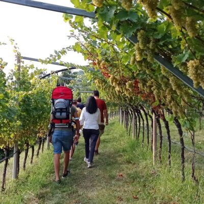 PasseggiandonelVigneto