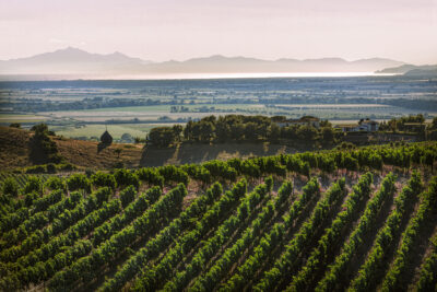 Vigneti-zona-Grosseto