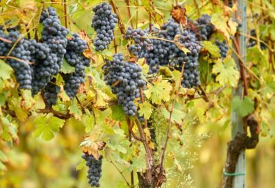 Gaggiano-Nebbiolo