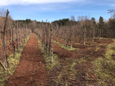 Gaggiano-Vigneto