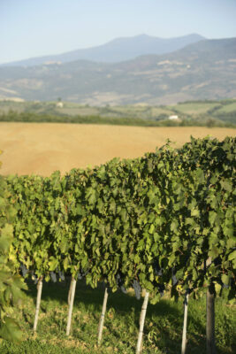 montecucco