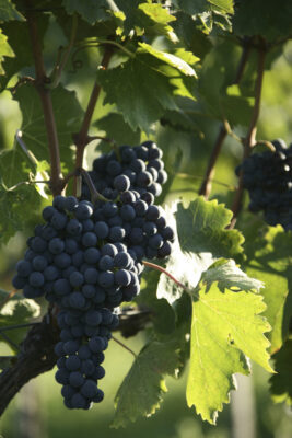 montecucco