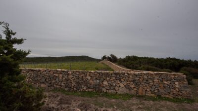 Vigna-Puntata