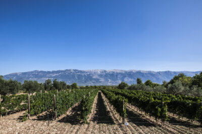 Consorzio-Vini-Abruzzo