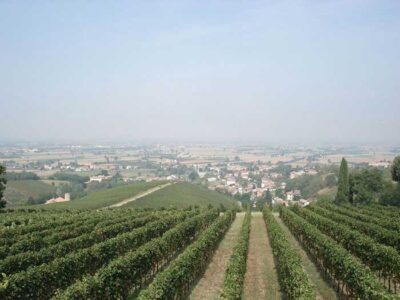 tenuta-mazzolino