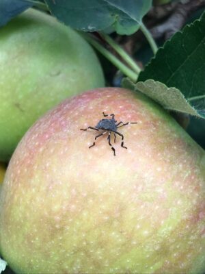 cimice-giovane-su-mela